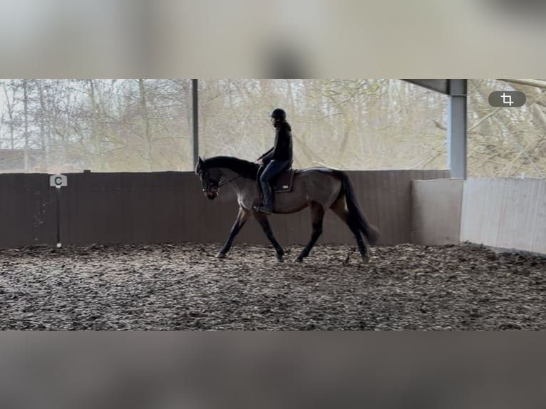 Sportivo Tedesco / Sportivo della Germania Giumenta 14 Anni 165 cm Baio in Schönberg