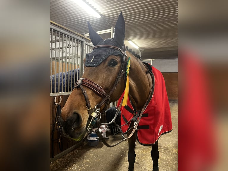 Sportivo Tedesco / Sportivo della Germania Giumenta 14 Anni 171 cm Baio in Zülpich