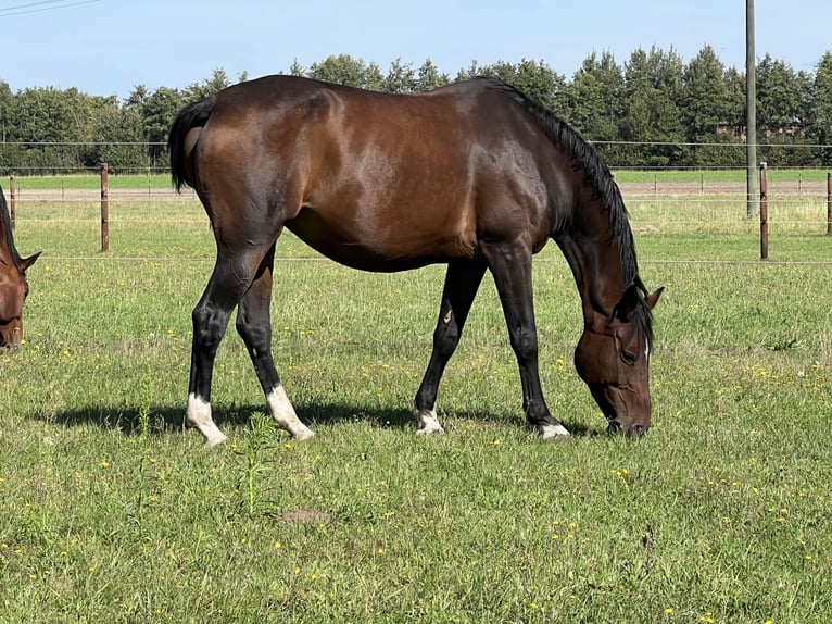 Sportivo Tedesco / Sportivo della Germania Giumenta 14 Anni 172 cm Baio scuro in Beelen