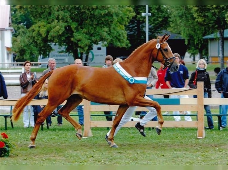 Sportivo Tedesco / Sportivo della Germania Giumenta 14 Anni 172 cm Sauro in Bad Birnbach