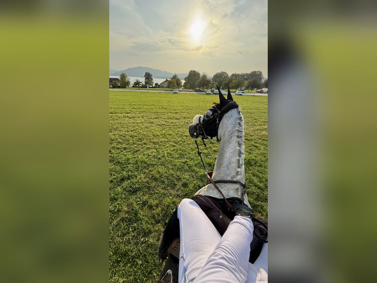 Sportivo Tedesco / Sportivo della Germania Giumenta 14 Anni 173 cm Grigio in Bischofswiesen