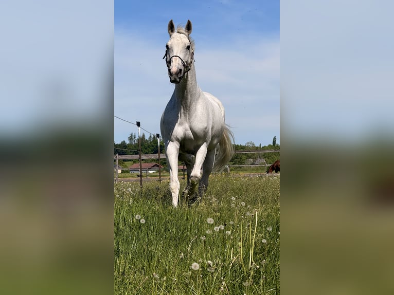 Sportivo Tedesco / Sportivo della Germania Giumenta 14 Anni 173 cm Grigio in Bischofswiesen