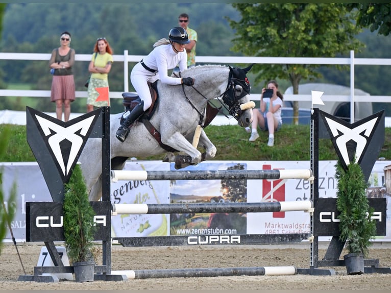 Sportivo Tedesco / Sportivo della Germania Giumenta 14 Anni 173 cm Grigio in Bischofswiesen