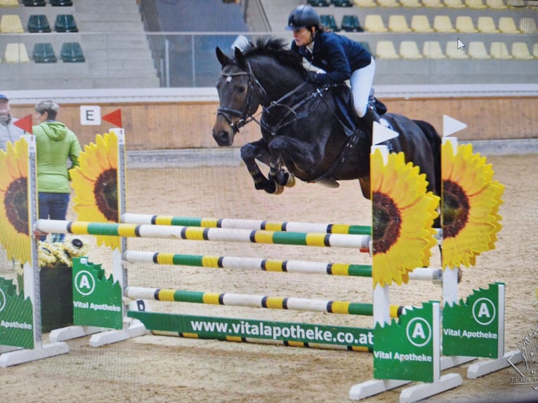 Sportivo Tedesco / Sportivo della Germania Giumenta 14 Anni  in Dornbirn