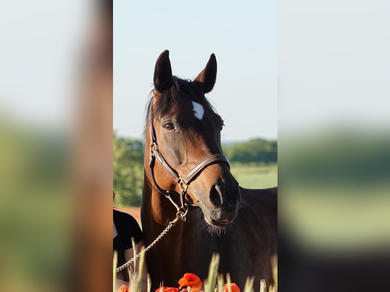 Sportivo Tedesco / Sportivo della Germania Giumenta 15 Anni 162 cm Baio in Bad Orb