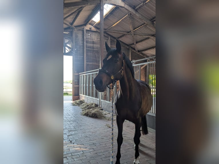 Sportivo Tedesco / Sportivo della Germania Giumenta 15 Anni 162 cm Baio in Bad Orb