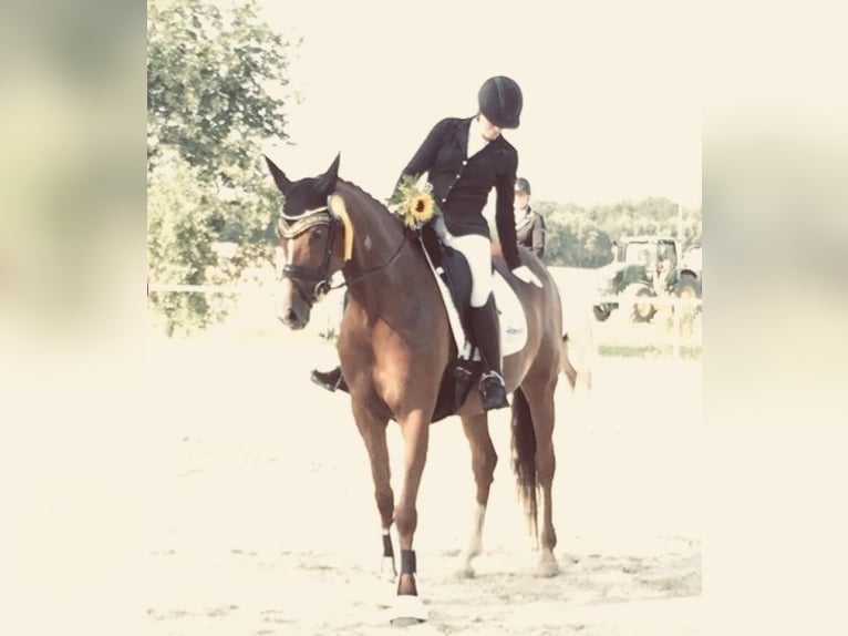 Sportivo Tedesco / Sportivo della Germania Giumenta 15 Anni 162 cm Sauro in Frauenstein