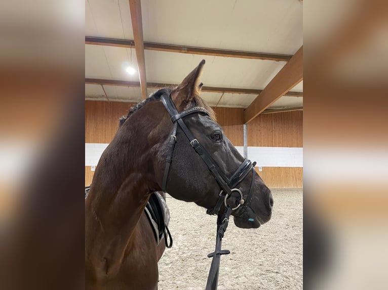 Sportivo Tedesco / Sportivo della Germania Giumenta 15 Anni 162 cm Sauro scuro in Leipzig