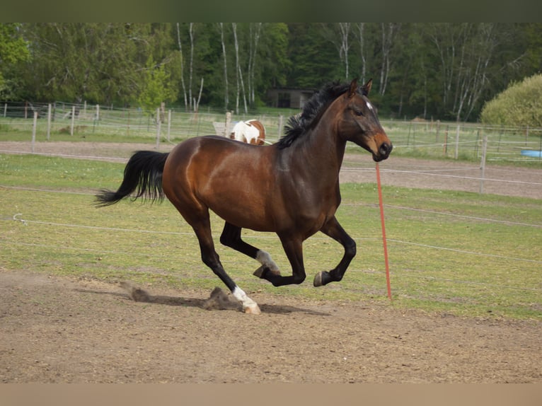 Sportivo Tedesco / Sportivo della Germania Giumenta 15 Anni 163 cm Baio in Schönwalde