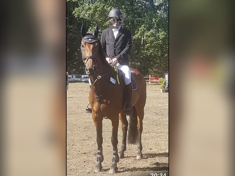 Sportivo Tedesco / Sportivo della Germania Giumenta 15 Anni 165 cm Baio in Minden