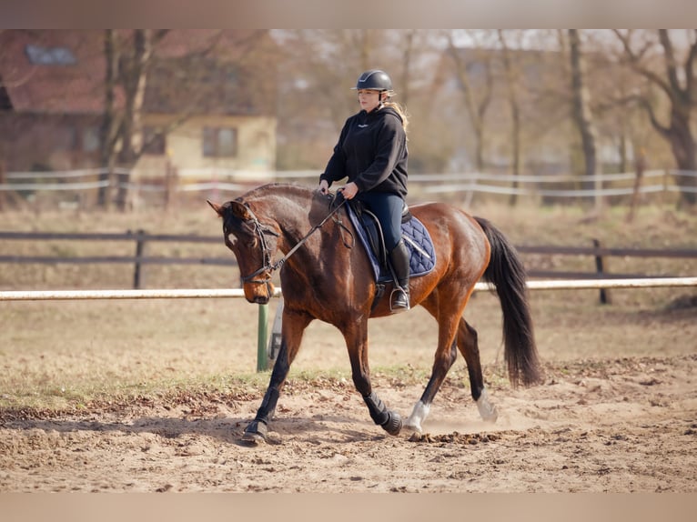 Sportivo Tedesco / Sportivo della Germania Giumenta 15 Anni 168 cm Baio in Schwedt/Oder