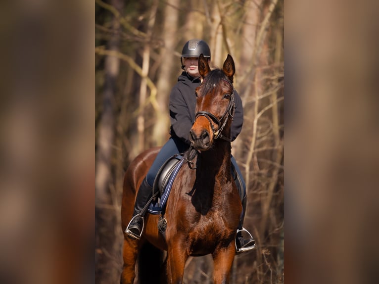 Sportivo Tedesco / Sportivo della Germania Giumenta 15 Anni 168 cm Baio in Schwedt/Oder