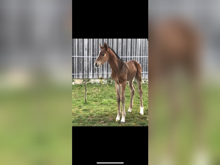 Sportivo Tedesco / Sportivo della Germania Giumenta 15 Anni 170 cm Baio scuro in SachsenheimSachsenheim