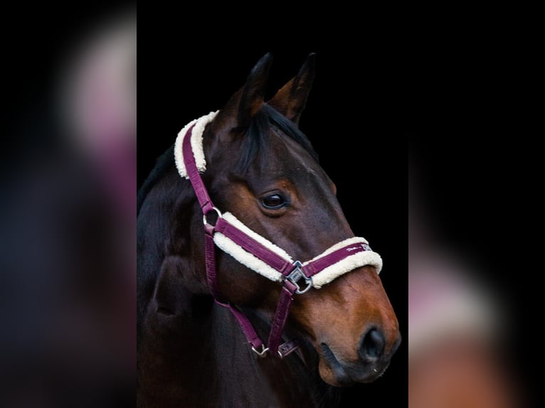 Sportivo Tedesco / Sportivo della Germania Giumenta 15 Anni 170 cm Baio scuro in SachsenheimSachsenheim