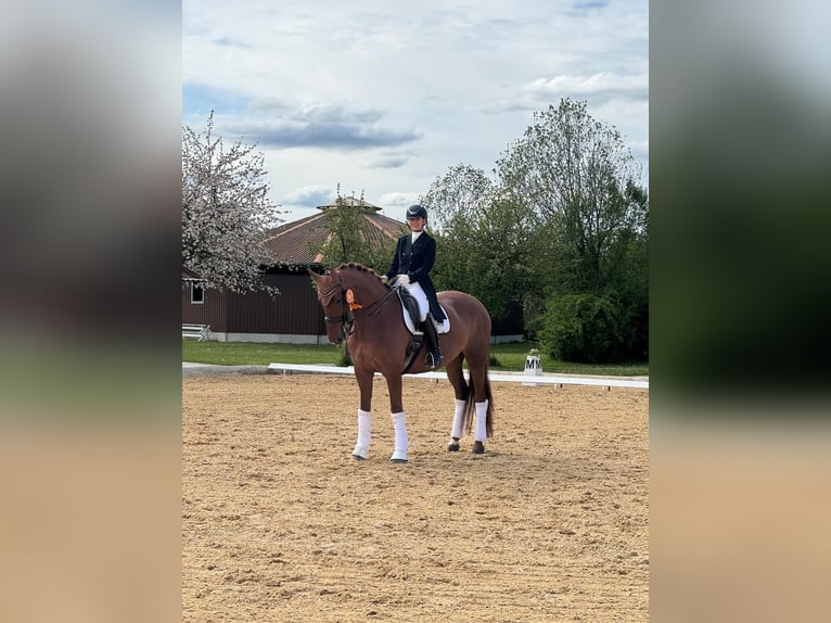 Sportivo Tedesco / Sportivo della Germania Giumenta 15 Anni 170 cm Sauro in Tauberrettersheim