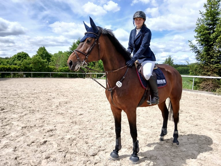 Sportivo Tedesco / Sportivo della Germania Giumenta 15 Anni 175 cm Baio in Hainspitz