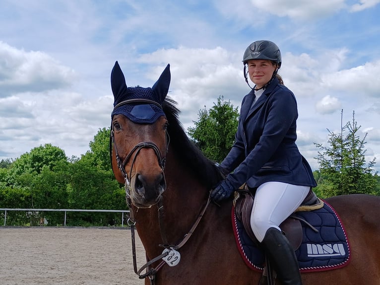 Sportivo Tedesco / Sportivo della Germania Giumenta 15 Anni 175 cm Baio in Hainspitz