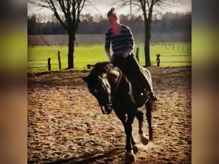 Sportivo Tedesco / Sportivo della Germania Giumenta 15 Anni 175 cm Morello in Osterholz-Scharmbeck