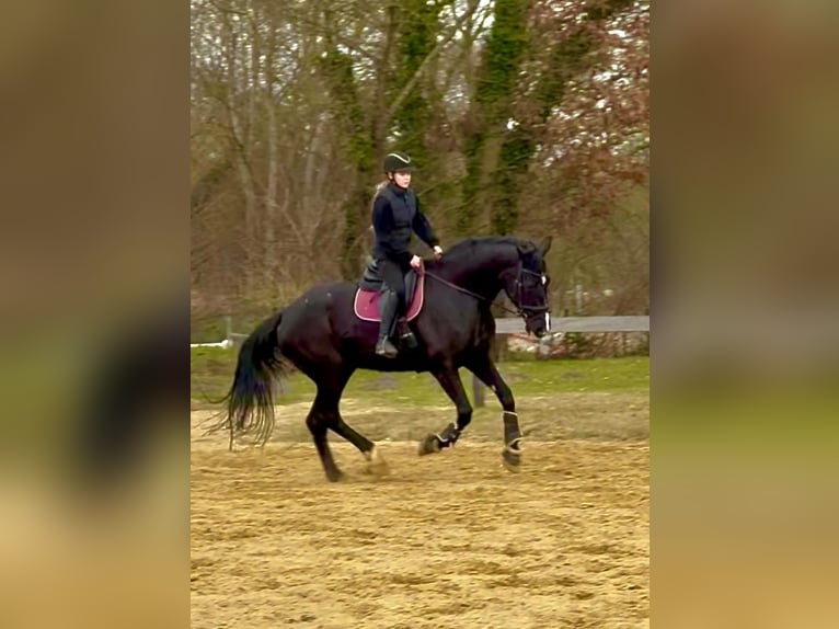 Sportivo Tedesco / Sportivo della Germania Giumenta 15 Anni 175 cm Morello in Osterholz-Scharmbeck
