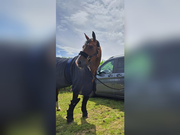 Sportivo Tedesco / Sportivo della Germania Giumenta 16 Anni 166 cm Baio in Rheda-Wiedenbrück