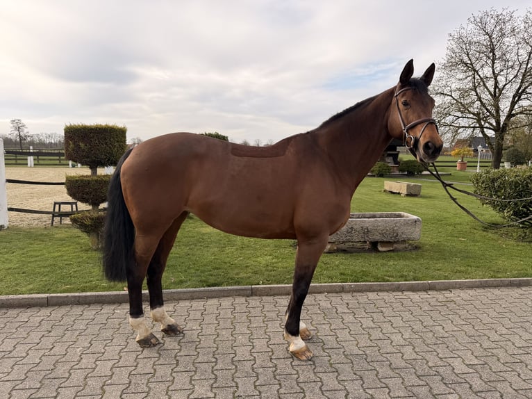 Sportivo Tedesco / Sportivo della Germania Giumenta 16 Anni 168 cm Baio in Nordwalde