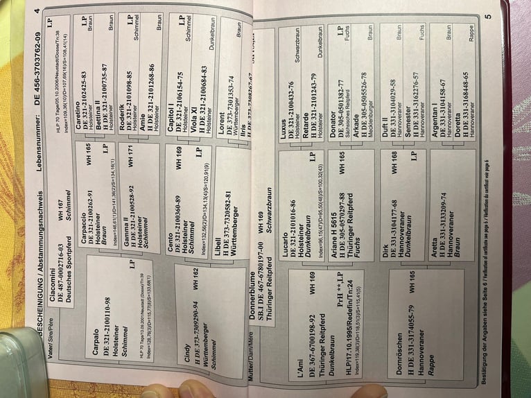 Sportivo Tedesco / Sportivo della Germania Giumenta 16 Anni 168 cm Grigio in Zeulenroda-Triebes