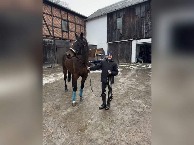 Sportivo Tedesco / Sportivo della Germania Giumenta 16 Anni 172 cm Baio in Dittersdorf