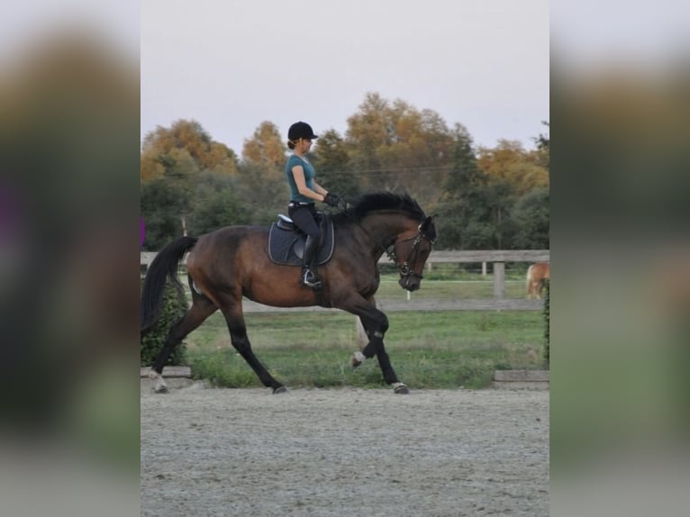 Sportivo Tedesco / Sportivo della Germania Giumenta 16 Anni 172 cm Baio in Dittersdorf