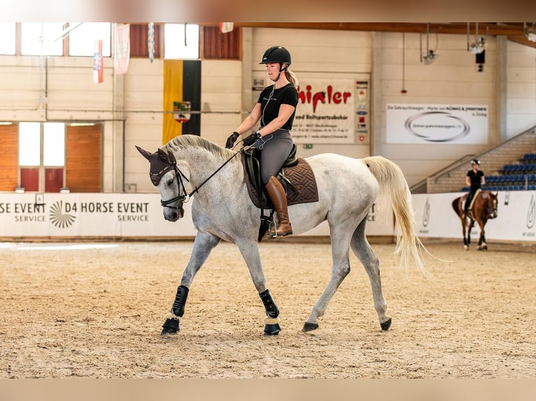 Sportivo Tedesco / Sportivo della Germania Giumenta 17 Anni 168 cm Grigio in Leuna