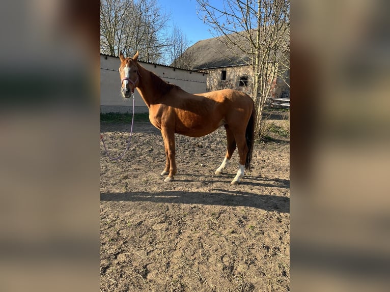 Sportivo Tedesco / Sportivo della Germania Giumenta 17 Anni 170 cm Sauro in TaubenheimKlipphausen