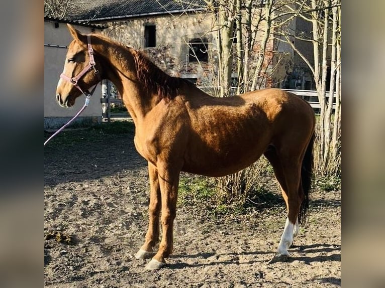 Sportivo Tedesco / Sportivo della Germania Giumenta 17 Anni 170 cm Sauro in TaubenheimKlipphausen