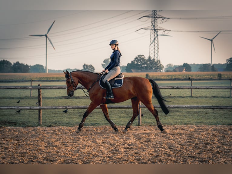 Sportivo Tedesco / Sportivo della Germania Giumenta 17 Anni 172 cm Baio in Gescher