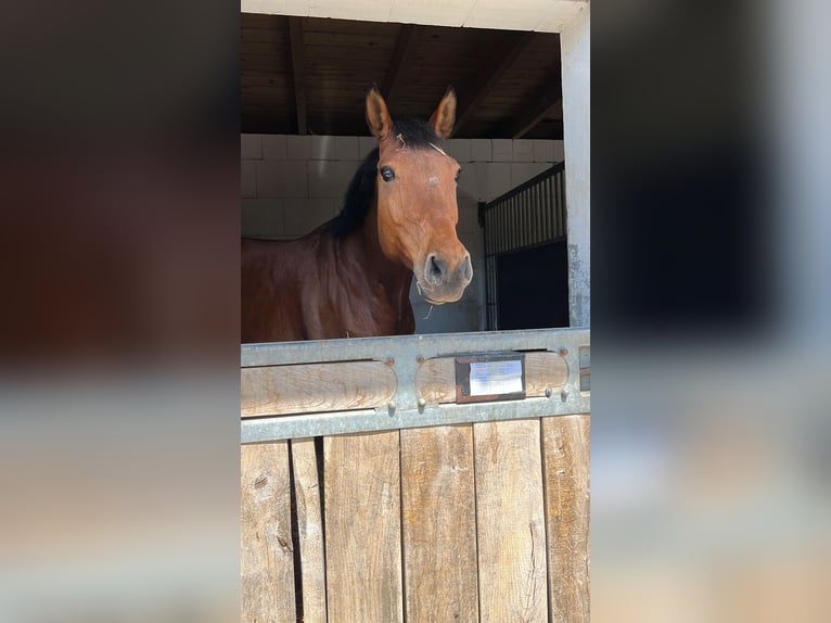 Sportivo Tedesco / Sportivo della Germania Giumenta 17 Anni 172 cm Baio in Gescher