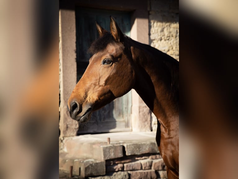 Sportivo Tedesco / Sportivo della Germania Giumenta 17 Anni 173 cm Baio in Königsbach-Stein