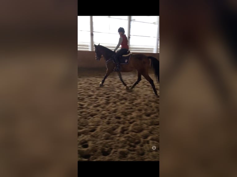 Sportivo Tedesco / Sportivo della Germania Giumenta 18 Anni 160 cm Baio in Salzwedel