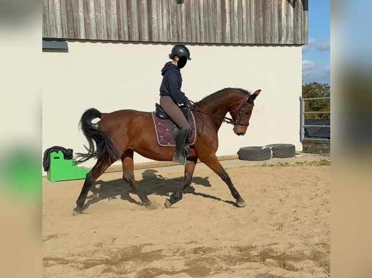 Sportivo Tedesco / Sportivo della Germania Giumenta 18 Anni 167 cm Baio in Daleiden