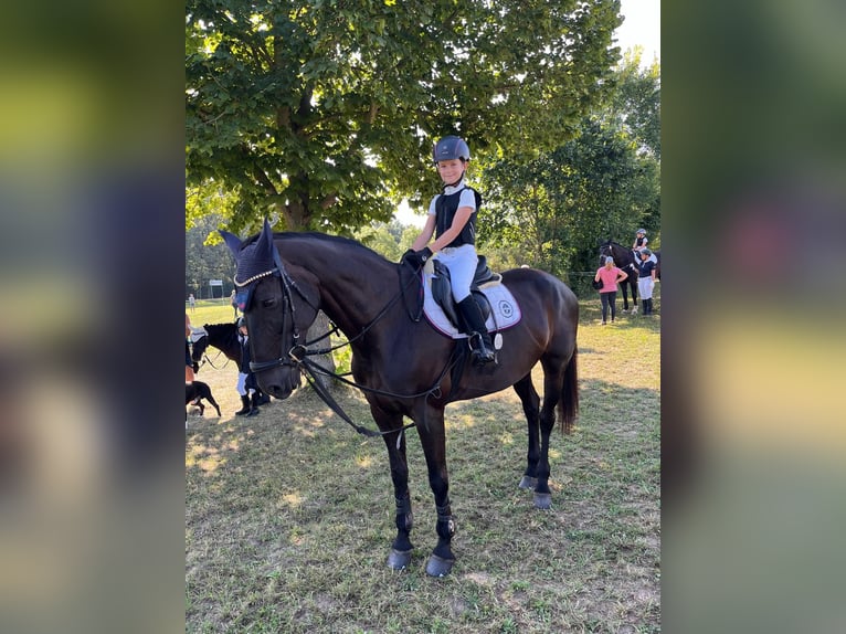 Sportivo Tedesco / Sportivo della Germania Giumenta 18 Anni 167 cm Baio nero in Frohburg