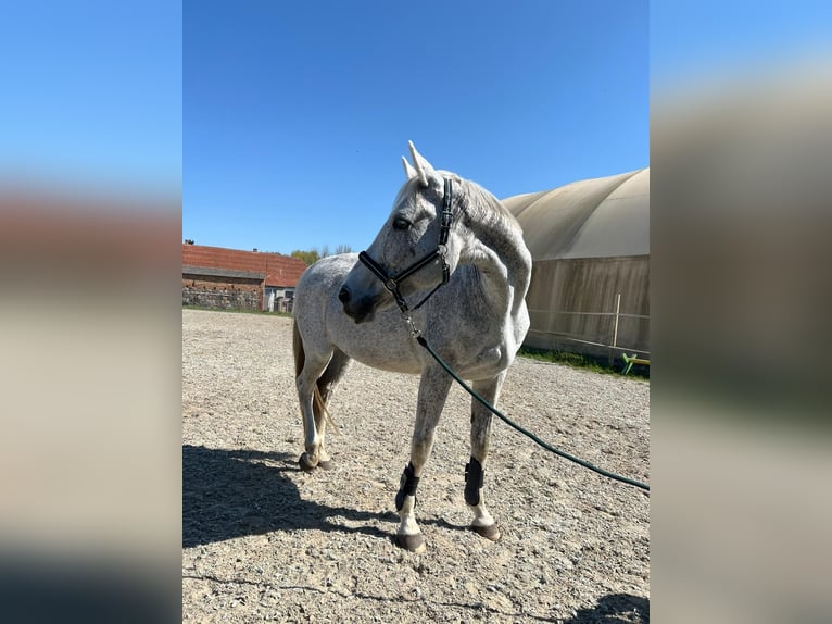 Sportivo Tedesco / Sportivo della Germania Giumenta 18 Anni 168 cm Grigio in Schwedt/Oder