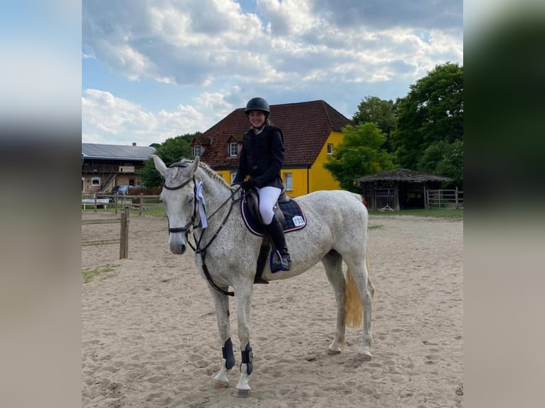 Sportivo Tedesco / Sportivo della Germania Giumenta 18 Anni 168 cm Grigio in Schwedt/Oder