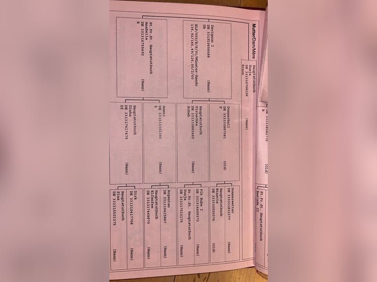 Sportivo Tedesco / Sportivo della Germania Giumenta 18 Anni  in Lörrach