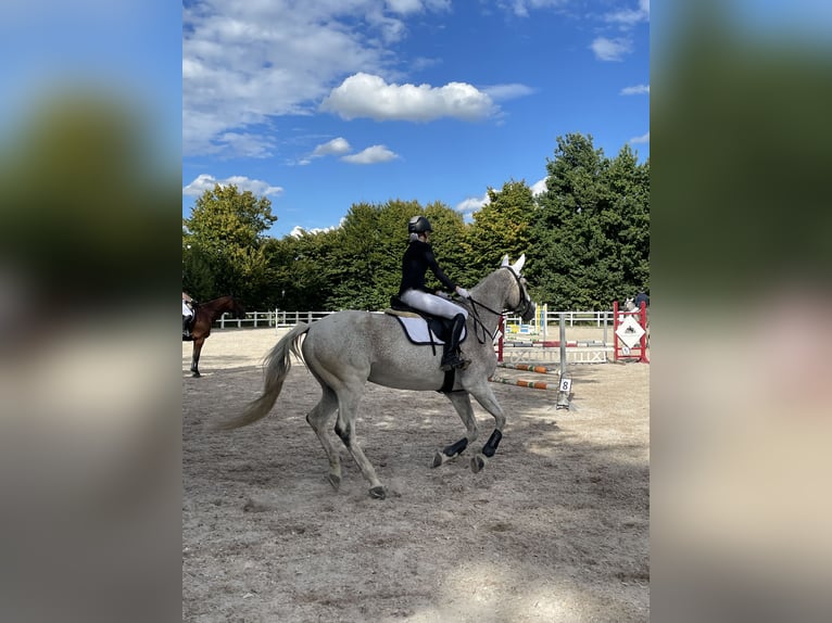 Sportivo Tedesco / Sportivo della Germania Giumenta 19 Anni 165 cm Grigio in Renchen