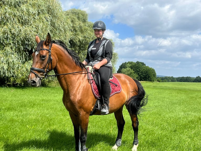 Sportivo Tedesco / Sportivo della Germania Giumenta 19 Anni 166 cm Baio in Sohland am Rothstein