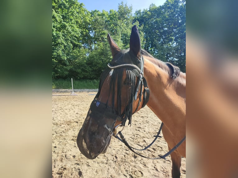 Sportivo Tedesco / Sportivo della Germania Giumenta 19 Anni 166 cm Baio in Sohland am Rothstein