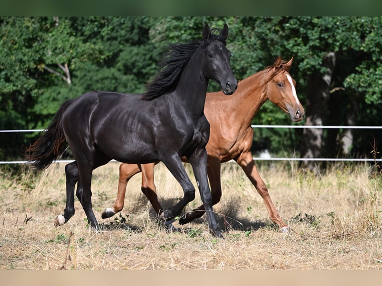 Sportivo Tedesco / Sportivo della Germania Giumenta 1 Anno 170 cm Morello in Konz