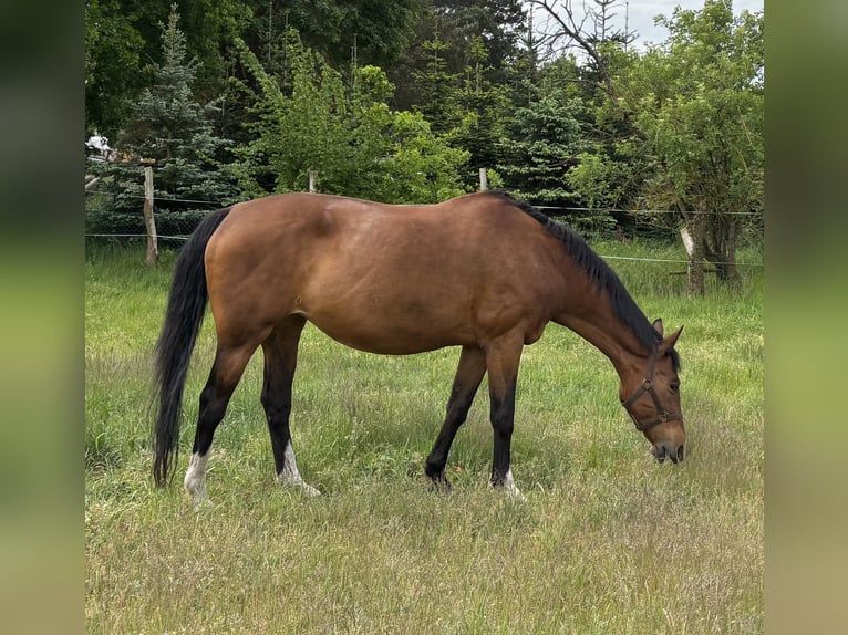 Sportivo Tedesco / Sportivo della Germania Giumenta 20 Anni 162 cm Baio in Münchehofe