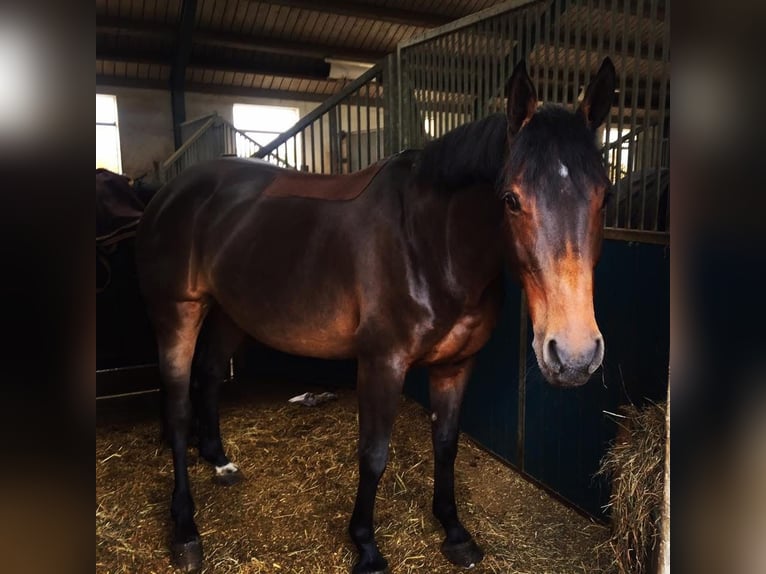 Sportivo Tedesco / Sportivo della Germania Giumenta 20 Anni 165 cm Baio in Lichtenfels