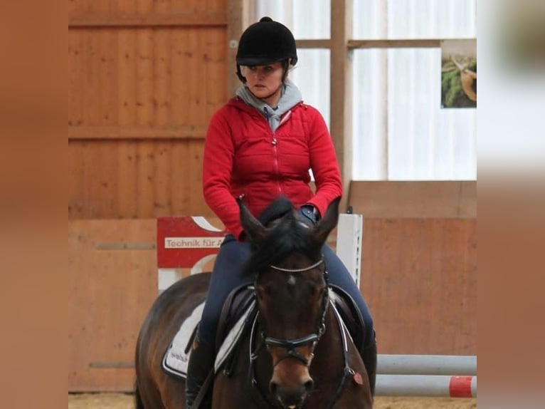 Sportivo Tedesco / Sportivo della Germania Giumenta 20 Anni 165 cm Baio in Lichtenfels
