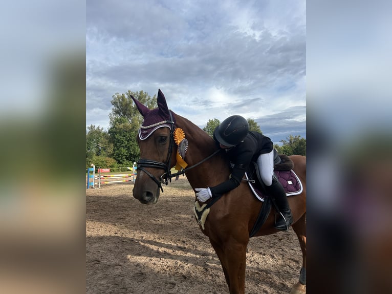 Sportivo Tedesco / Sportivo della Germania Giumenta 20 Anni 175 cm Sauro in Weiden