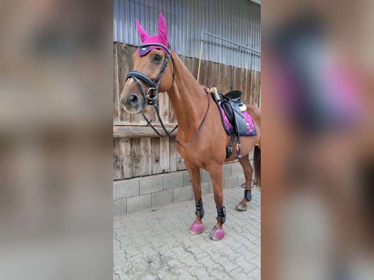 Sportivo Tedesco / Sportivo della Germania Giumenta 20 Anni 175 cm Sauro in Weiden