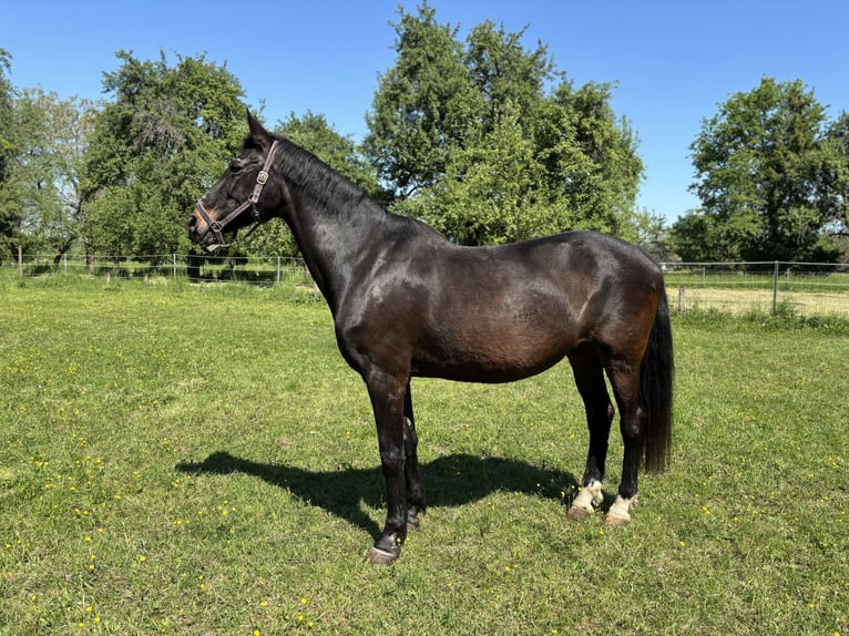 Sportivo Tedesco / Sportivo della Germania Giumenta 21 Anni 164 cm Baio nero in Philippsburg